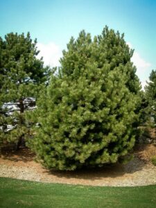 Сосна Чёрная (Pinus Nigra) купить по цене от 270.00р. в интернет-магазине «Посадика» с доставкой почтой в в Эртилье и по всей России – [изображение №1].