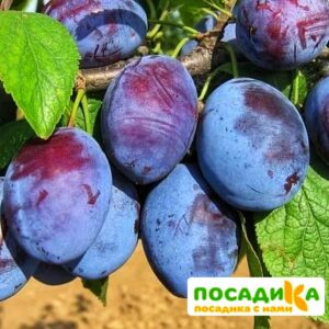 Слива Чачакская ранняя купить по цене от 229.00р. в интернет-магазине «Посадика» с доставкой почтой в в Эртилье и по всей России – [изображение №1].