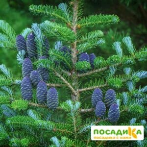 Пихта корейская (Abies koreana) купить по цене от 450.00р. в интернет-магазине «Посадика» с доставкой почтой в в Эртилье и по всей России – [изображение №1].