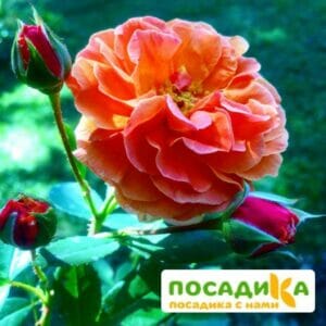 Роза Арабия купить по цене от 350.00р. в интернет-магазине «Посадика» с доставкой почтой в в Эртилье и по всей России – [изображение №1].