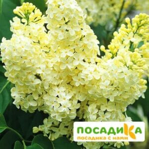 Сирень Примроуз (Primrose) купить по цене от 529.00р. в интернет-магазине «Посадика» с доставкой почтой в в Эртилье и по всей России – [изображение №1].