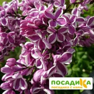 Сирень Сенсация купить по цене от 529.00р. в интернет-магазине «Посадика» с доставкой почтой в в Эртилье и по всей России – [изображение №1].