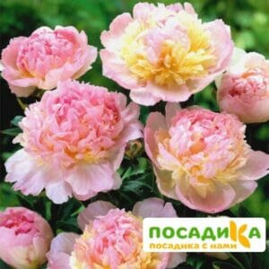 Пион Распберри Сандей (Paeonia Raspberry Sundae) купить по цене от 959р. в интернет-магазине «Посадика» с доставкой почтой в в Эртилье и по всей России – [изображение №1].