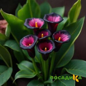 Калла Аура Лейс купить по цене от 400р. в интернет-магазине «Посадика» с доставкой почтой в в Эртилье и по всей России – [изображение №1].