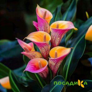 Калла Оникс купить по цене от 450р. в интернет-магазине «Посадика» с доставкой почтой в в Эртилье и по всей России – [изображение №1].