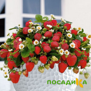 Клубника Рубиновый Шепот (горшечная) купить по цене от 240р. в интернет-магазине «Посадика» с доставкой почтой в в Эртилье и по всей России – [изображение №1].