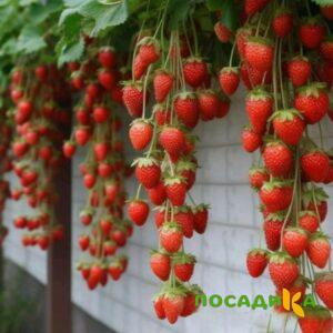 Клубника вьющаяся Комплимент купить по цене от 470р. в интернет-магазине «Посадика» с доставкой почтой в в Эртилье и по всей России – [изображение №1].