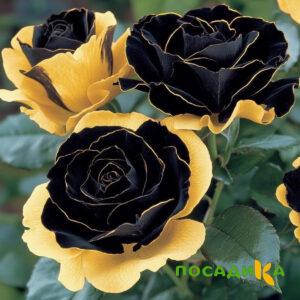 Роза Ханни Сикл купить по цене от 700р. в интернет-магазине «Посадика» с доставкой почтой в в Эртилье и по всей России – [изображение №1].