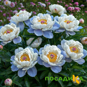 Пион акварельный Этюд купить по цене от 806р. в интернет-магазине «Посадика» с доставкой почтой в в Эртилье и по всей России – [изображение №1].