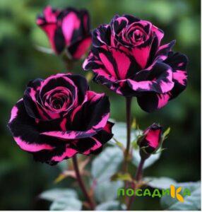 Роза Багровый Шепот купить по цене от 366р. в интернет-магазине «Посадика» с доставкой почтой в в Эртилье и по всей России – [изображение №1].