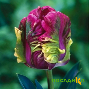 Тюльпан Экзотик Хэвен купить по цене от 186р. в интернет-магазине «Посадика» с доставкой почтой в в Эртилье и по всей России – [изображение №1].