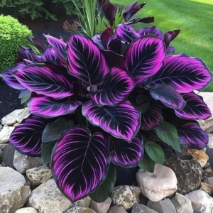 Хоста Люминоза купить по цене от 450р. в интернет-магазине «Посадика» с доставкой почтой в в Эртилье и по всей России – [изображение №1].