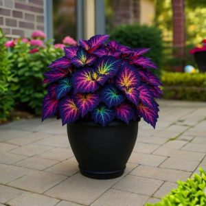 Хоста Фрости Блю купить по цене от 389р. в интернет-магазине «Посадика» с доставкой почтой в в Эртилье и по всей России – [изображение №1].