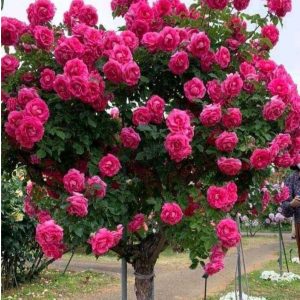 Роза Версаля купить по цене от 232р. в интернет-магазине «Посадика» с доставкой почтой в в Эртилье и по всей России – [изображение №1].