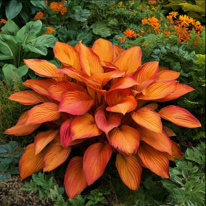 Хоста Солнечный Нектар купить по цене от 605р. в интернет-магазине «Посадика» с доставкой почтой в в Эртилье и по всей России – [изображение №1].