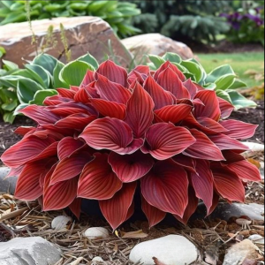 Хоста Рэд Эйнджл купить по цене от 549р. в интернет-магазине «Посадика» с доставкой почтой в в Эртилье и по всей России – [изображение №1].